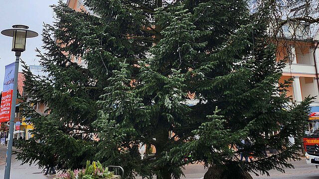 Christbaum Oberstdorf aus dem Sauerland